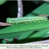 coenonympha glycerion daghestan larva3